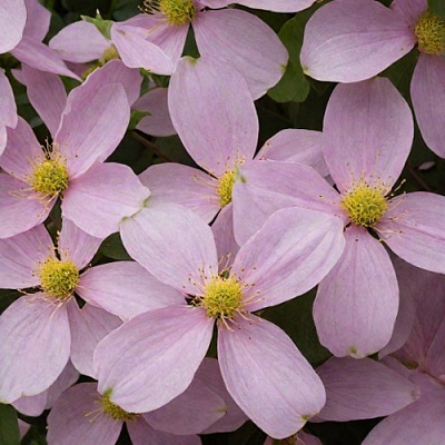 Клематис ГОРНЫЙ в Ставрополе