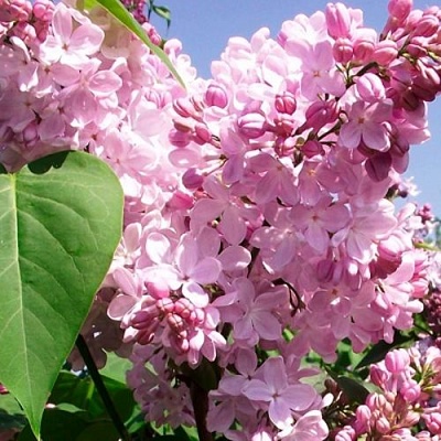 Сирень АДЕЛИНА в Ставрополе