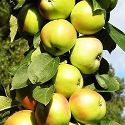 Яблоня БОЛЕРО колонновидная в Ставрополе