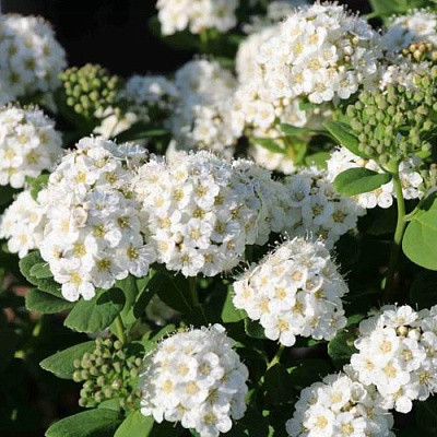 Березолистная в Ставрополе