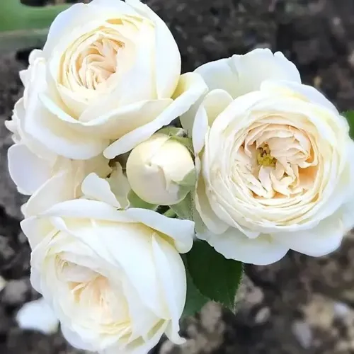 Роза АРТЕМИС шраб в Ставрополе