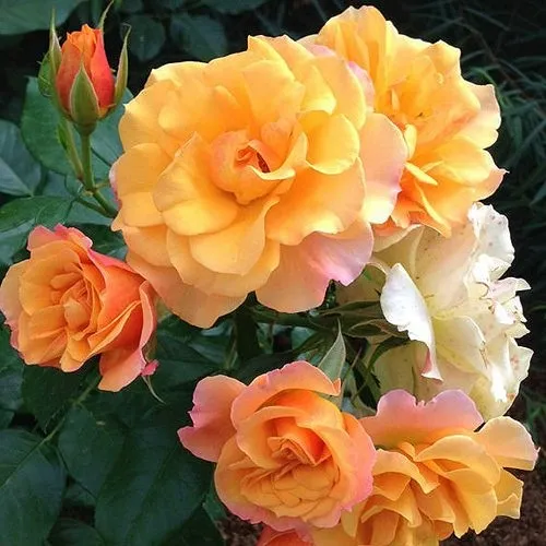 Роза ТЕКИЛА флорибунда  в Ставрополе